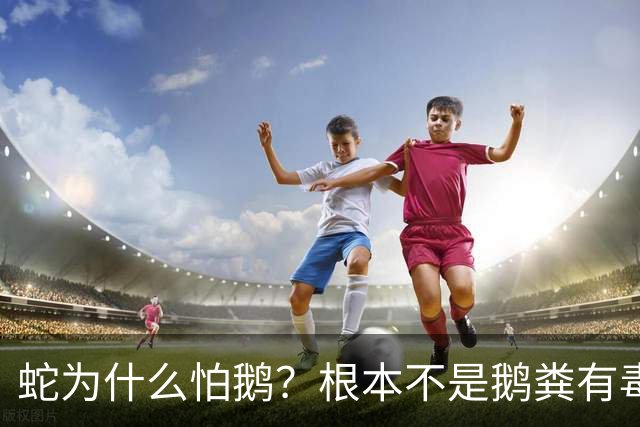 蛇为什么怕鹅？根本不是鹅粪有毒！真正原因是大鹅三大绝杀技能
